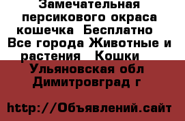 Замечательная персикового окраса кошечка. Бесплатно - Все города Животные и растения » Кошки   . Ульяновская обл.,Димитровград г.